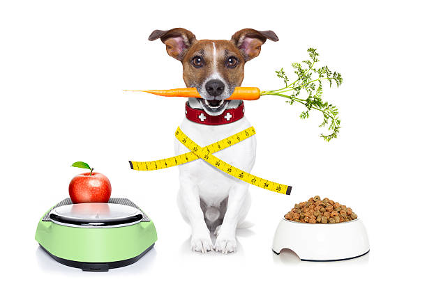 perro sanos - dog vegetable carrot eating fotografías e imágenes de stock