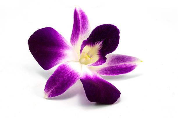istock Dendrobium orchid, Dendrobium sp., Family Orchidaceae, Central o 514691871