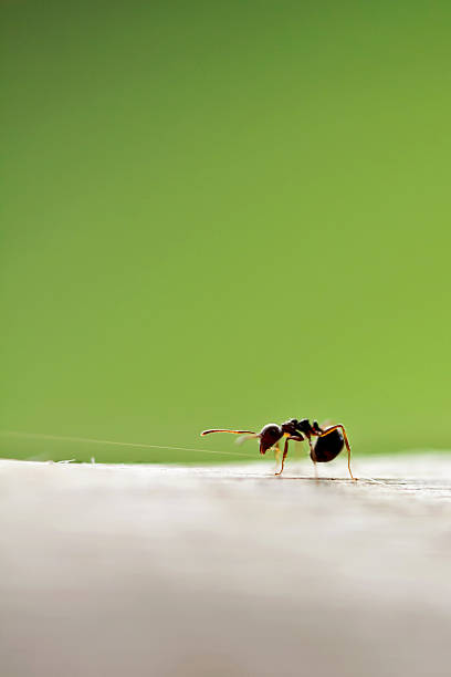 istock Close up of Ant 514691977