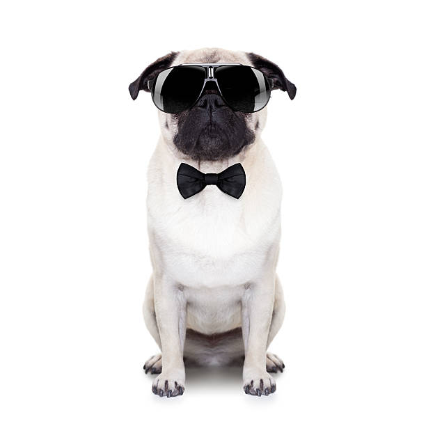 Cool Dog Stock Photo - Download Image Now - Dog, Tuxedo, Gangster - iStock