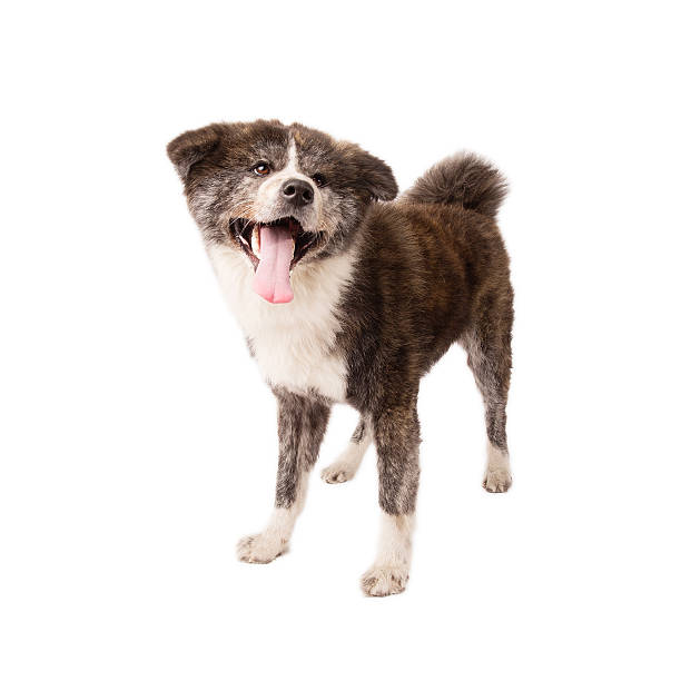 istock Akita Inu isolated on white 514692591