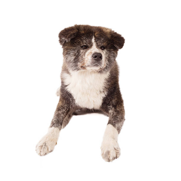 istock Akita Inu isolated on white 514692841