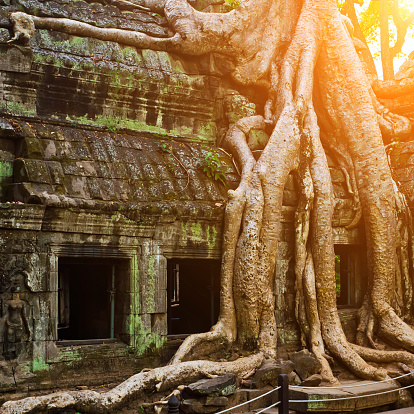 Giant tree covering Ta Prom temple, Siem Reap, Cambodia