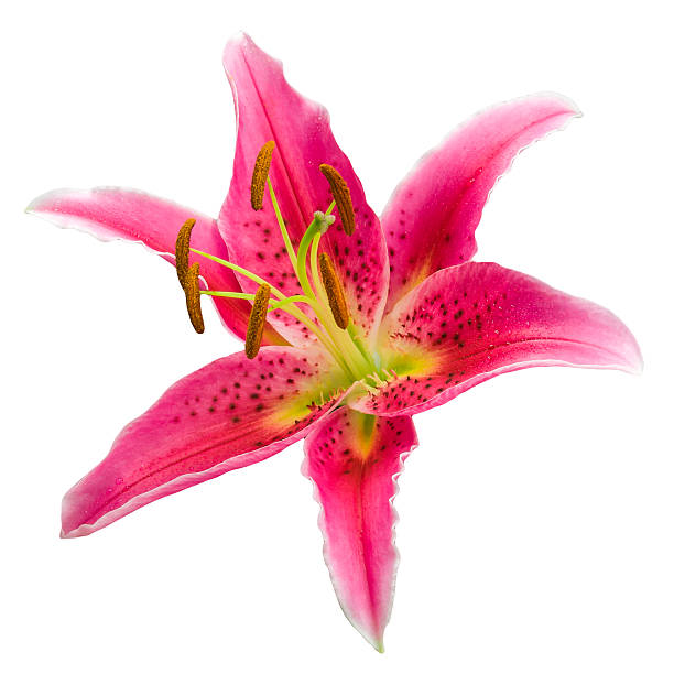 Macro picture of romantic pink lily stock photo