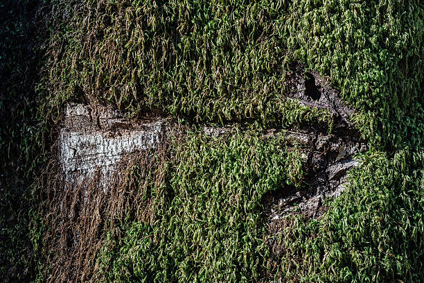 Directional Sign Arrow Carved in the Tree in Moss stock photo