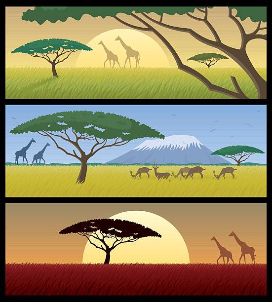 Africa Landscapes Three African landscapes.  safari animals cartoon stock illustrations