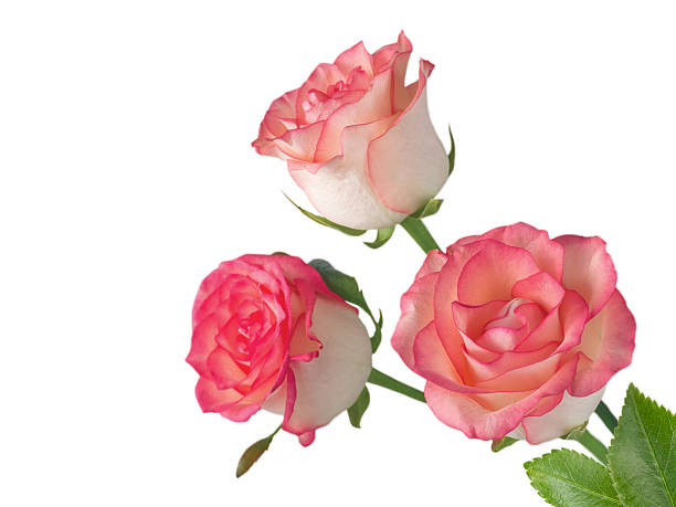istock Three salmon pink rose flowers in the corner 514712120