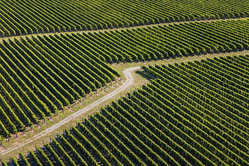 aerial view of vineyards in Marlborough, New Zealand