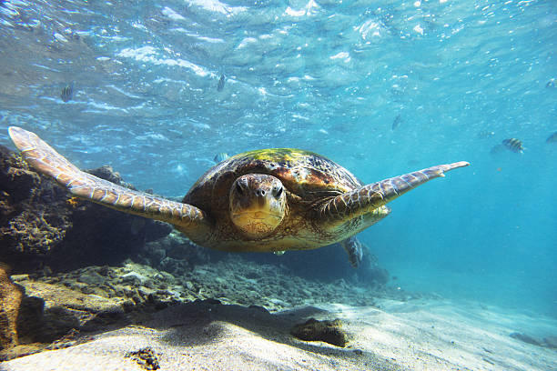 The green sea turtle (Chelonia mydas) on Hikkaduwa coral reef, Sri Lanka. Shot taken with Canon 5D mk III