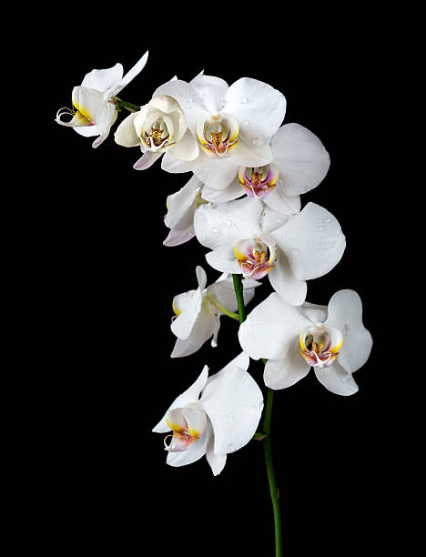 White Orchid on a black background White orchid phalaenopsis flower covered with water drops, isolated on a black background orchid white stock pictures, royalty-free photos & images
