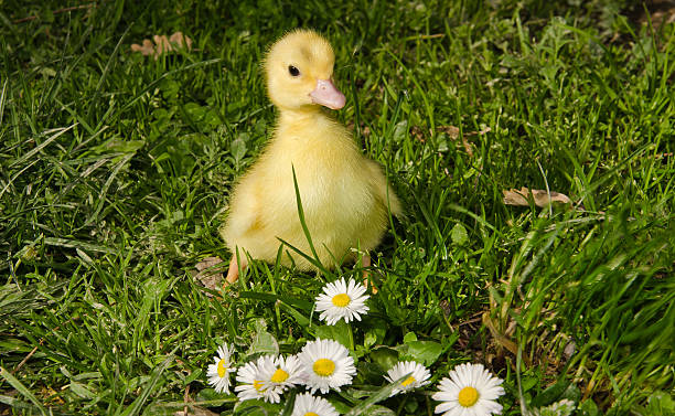 istock Baby duck on the daisies 514713846