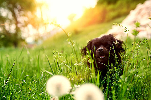 istock cute dog in summer day 514714242