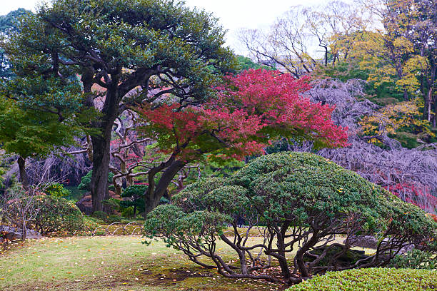 istock Koishikawa Korakuen Garden 514716818
