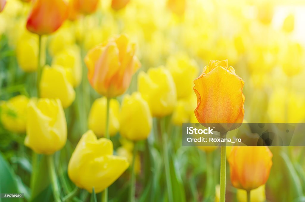 Gelbe und Rote Blumen - Lizenzfrei Gelb Stock-Foto