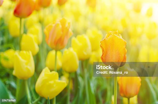 Gelbe Und Rote Blumen Stockfoto und mehr Bilder von Gelb - Gelb, Ostern, April