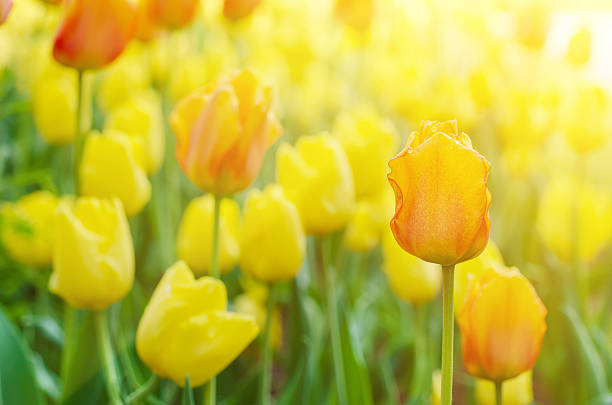 黄色と赤の花 - yellow tulip ストックフォトと画像