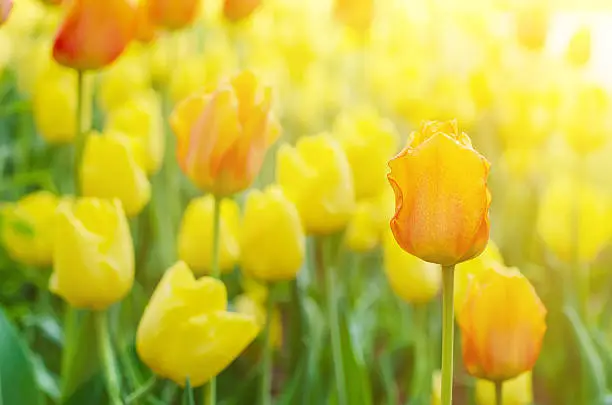 Photo of Yellow and red  flowers