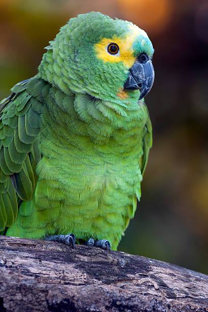 Amazon Parrot Amazon parrot on a branch amazona aestiva stock pictures, royalty-free photos & images