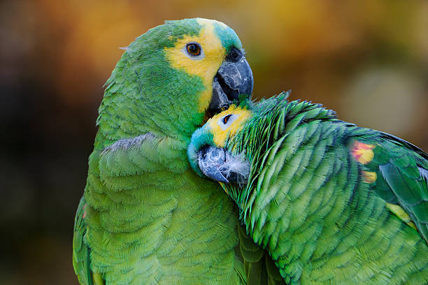 Two amazon parrots amazon parrots grooming amazona aestiva stock pictures, royalty-free photos & images