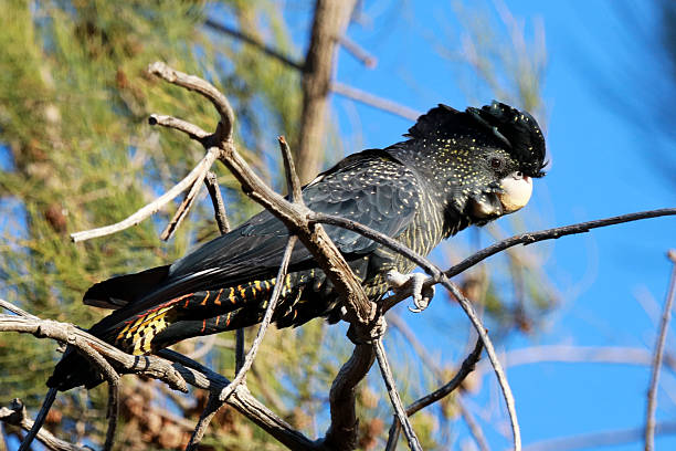istock Red-tailed Black Cockatoo 514718726