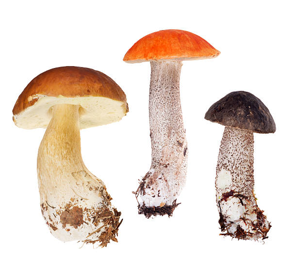 istock set of three edible mushrooms isolated on white 514719412
