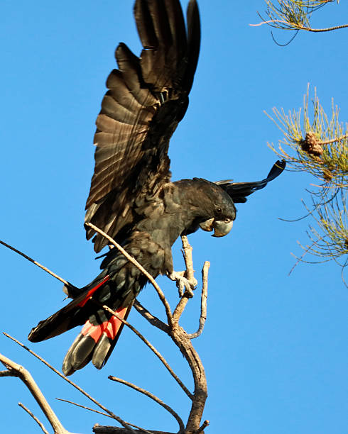 Red-tailed Black Cockatoo stock photo