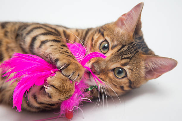 istock Bengal cat playing with pink toy on white background 514719502