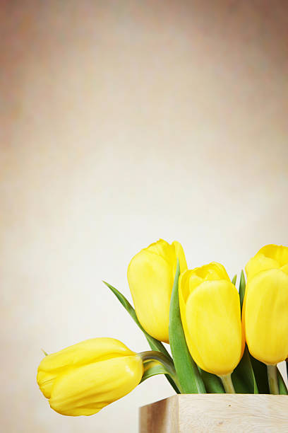 istock Beige background with vibrant yellow tulip flowers 514719896