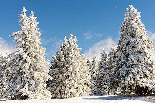 istock Winter landscape with snowy pine trees 514721818