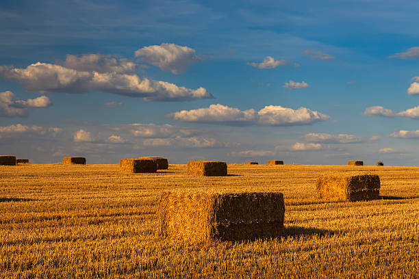 istock Picturesque golden field with haystacks 514723540