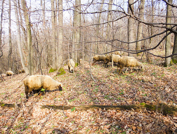 sheeps nella foresta - jumbuck foto e immagini stock