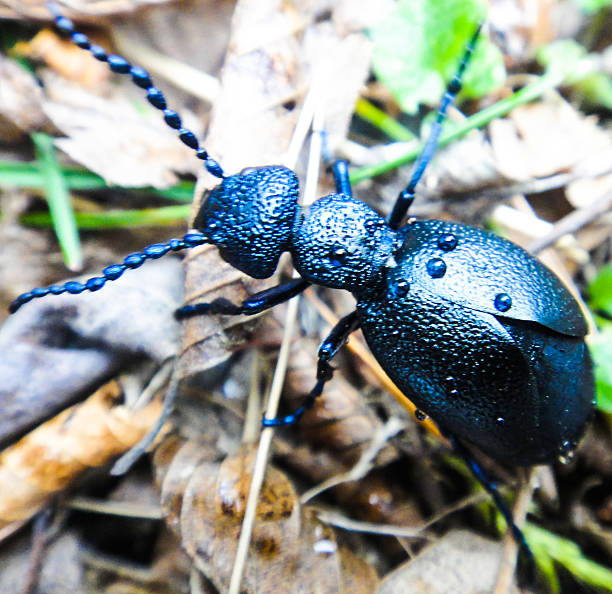 istock Beetle on the ground in the forest 514725318