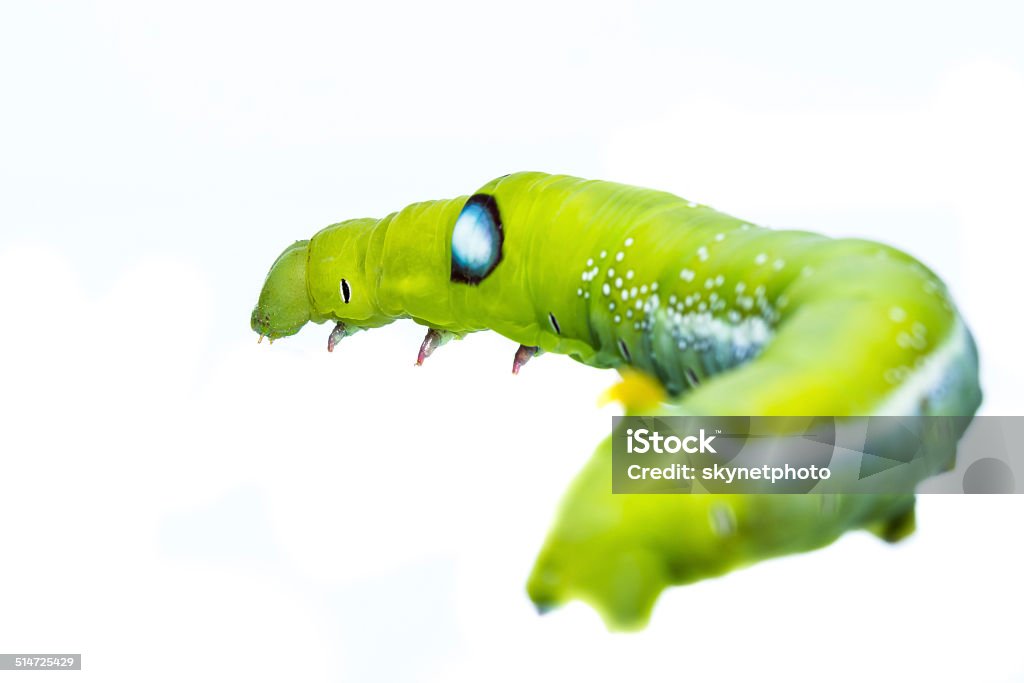 Green caterpillar isolated Close up green caterpillar on white background Animal Stock Photo