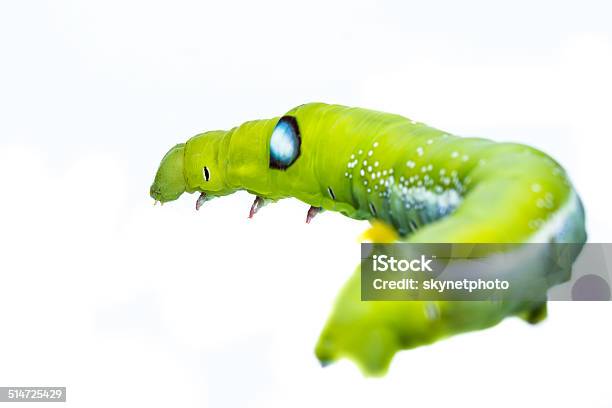 Green Caterpillar Isolated Stock Photo - Download Image Now - Animal, Animal Wildlife, Beauty