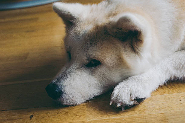 istock Akita female 514725459