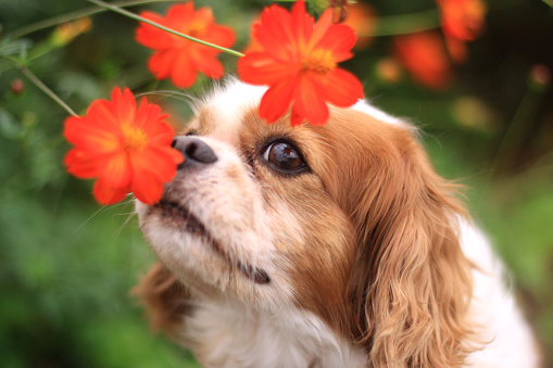 The dog of the smile and flowers