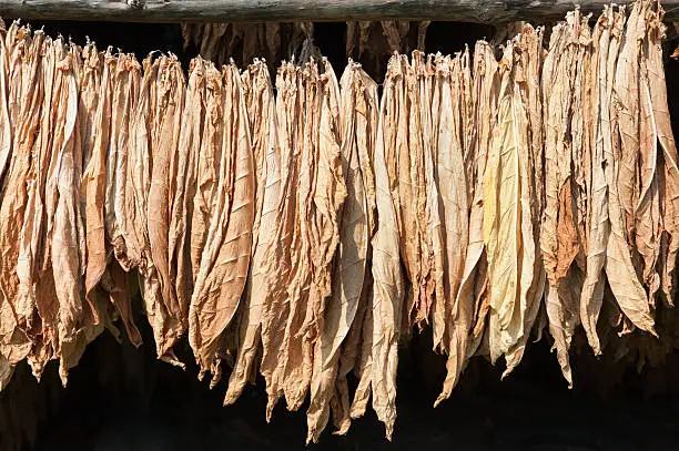 Yellow leaves of dried tobacco in a row.