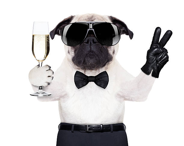 1,100+ Pug Dog Glasses Stock Photos, Pictures & Royalty-Free Images - iStock