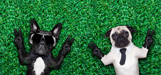 istock couple of dogs 514725663