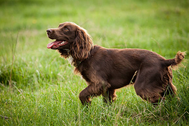 Boykin Spaniel male dog Boykin Spaniel male dog spaniel stock pictures, royalty-free photos & images