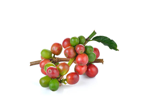 istock Red coffee beans , ripe  berries isolated on white background 514726074