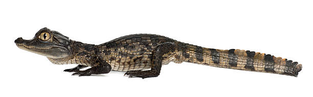 istock Spectacled Caiman, Common Caiman, 2 months old, 514726174