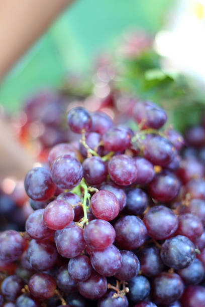 istock Fresh grapes on the market 514727459
