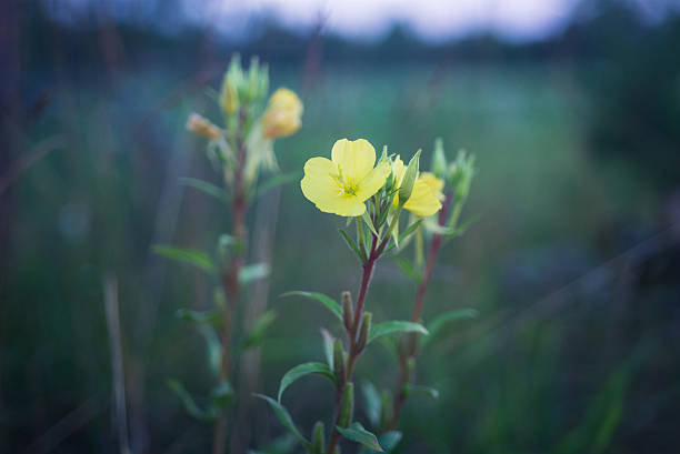 Oenothera biennis (evening-primrose, evening star, or sun drop) stock photo