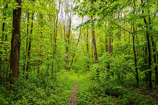 Weg in die green forrest – Foto