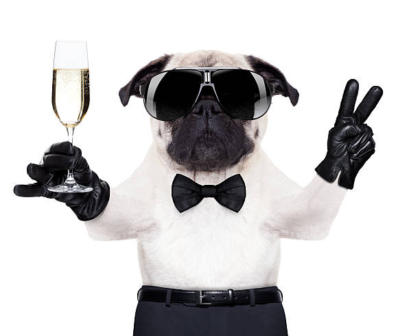 istock champagne glass dog 514728121