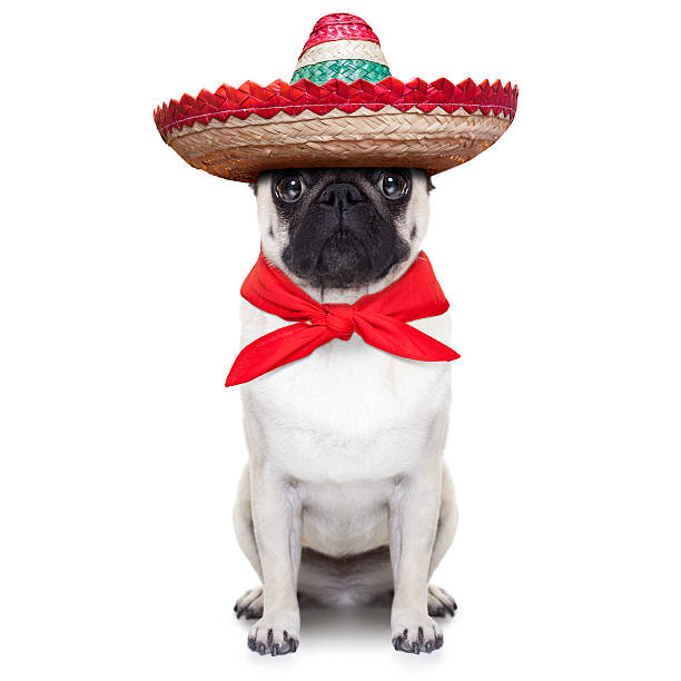 mexican dog mexican dog with big sombrero hat and red tie sombrero stock pictures, royalty-free photos & images