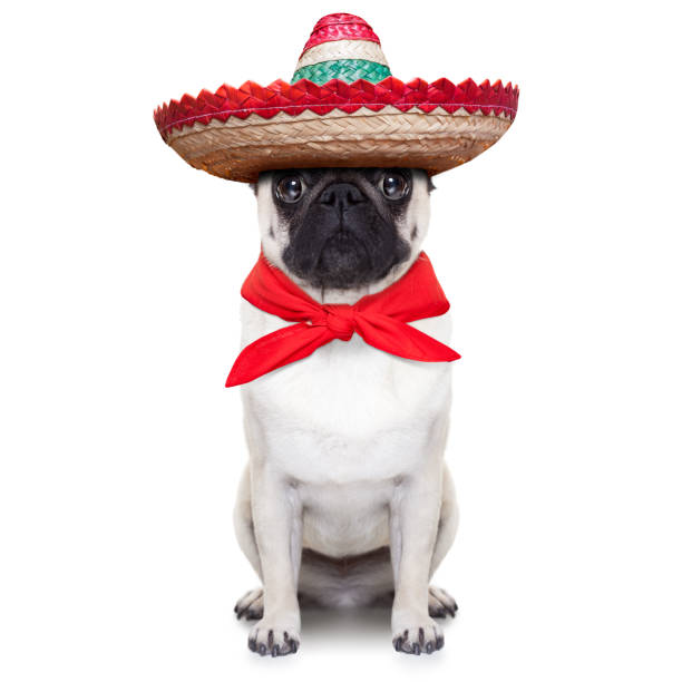 mexican dog mexican dog with big sombrero hat and red tie spanish bulldog stock pictures, royalty-free photos & images