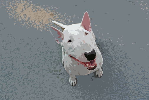 Pictured English bull Terrier