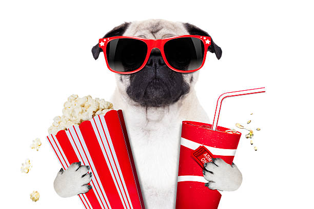 istock movie dog 514728153